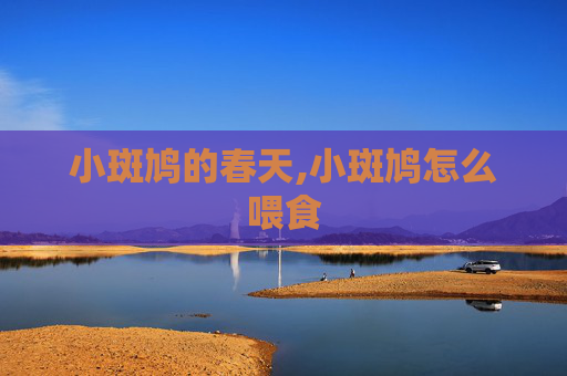 小斑鸠的春天,小斑鸠怎么喂食