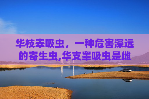 华枝睾吸虫，一种危害深远的寄生虫,华支睾吸虫是雌雄一体吗