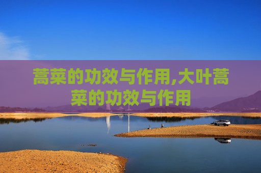 蒿菜的功效与作用,大叶蒿菜的功效与作用