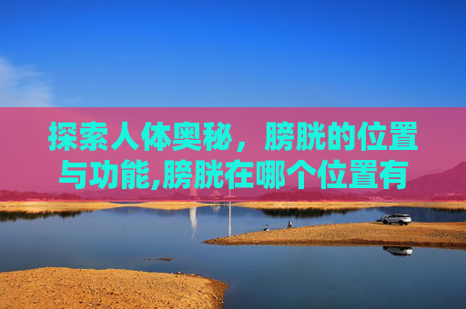 探索人体奥秘，膀胱的位置与功能,膀胱在哪个位置有示意图