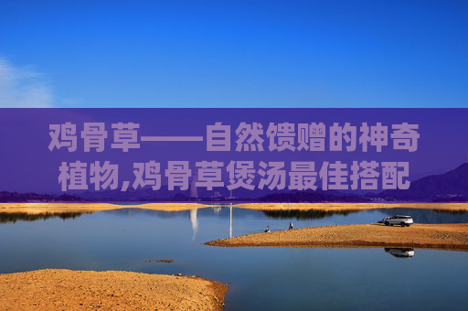 鸡骨草——自然馈赠的神奇植物,鸡骨草煲汤最佳搭配祛湿气