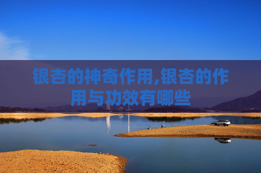 银杏的神奇作用,银杏的作用与功效有哪些