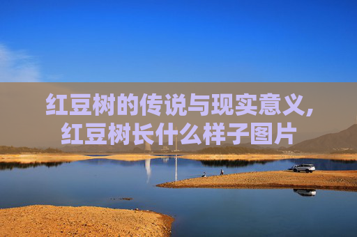 红豆树的传说与现实意义,红豆树长什么样子图片