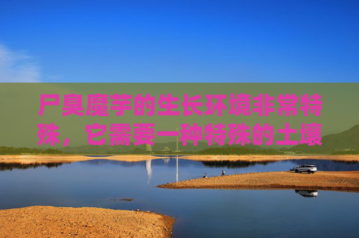 尸臭魔芋的生长环境非常特殊，它需要一种特殊的土壤才能茁壮成长。这种土壤富含腐殖质，而且温度和湿度都要求极高。只有在这种环境下，尸臭魔芋才能吸收到足够的养分，从而生长出美味的果实。,尸臭魔芋是什么