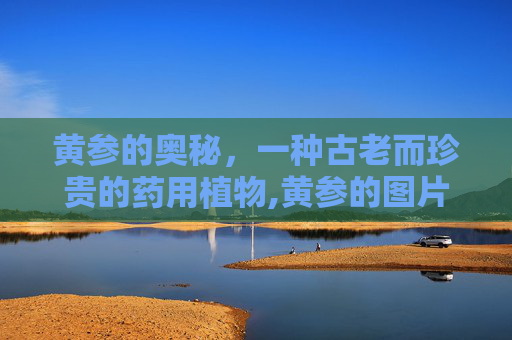 黄参的奥秘，一种古老而珍贵的药用植物,黄参的图片