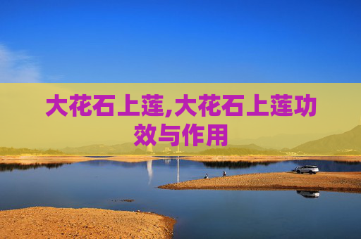 大花石上莲,大花石上莲功效与作用