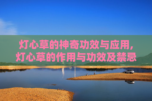 灯心草的神奇功效与应用,灯心草的作用与功效及禁忌