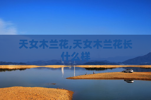 天女木兰花,天女木兰花长什么样