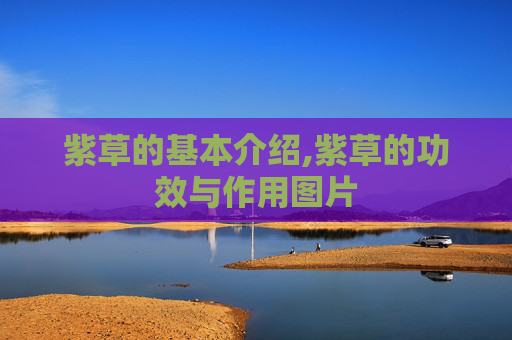 紫草的基本介绍,紫草的功效与作用图片