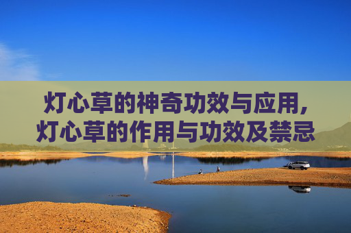 灯心草的神奇功效与应用,灯心草的作用与功效及禁忌