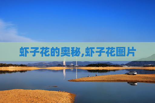 虾子花的奥秘,虾子花图片