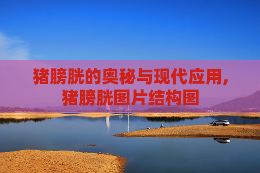 猪膀胱的奥秘与现代应用,猪膀胱图片结构图