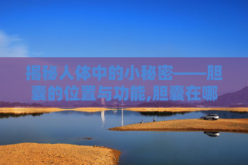 揭秘人体中的小秘密——胆囊的位置与功能,胆囊在哪个位置图