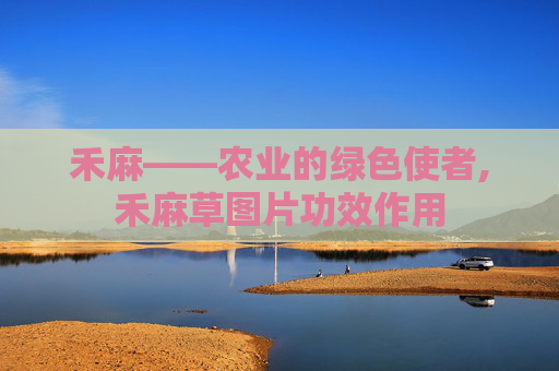 禾麻——农业的绿色使者,禾麻草图片功效作用
