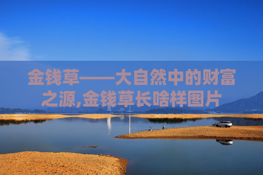 金钱草——大自然中的财富之源,金钱草长啥样图片 金钱草——大自然中的财富之源,金钱草长啥样图片