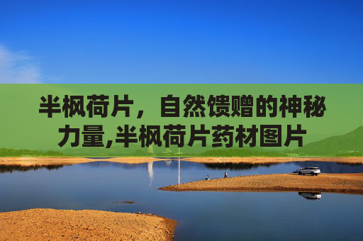 半枫荷片，自然馈赠的神秘力量,半枫荷片药材图片
