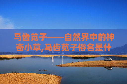 马齿苋子——自然界中的神奇小草,马齿苋子俗名是什么
