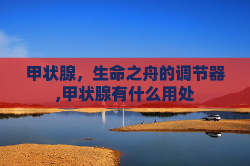 甲状腺，生命之舟的调节器,甲状腺有什么用处