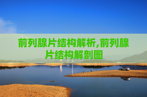 前列腺片结构解析,前列腺片结构解剖图