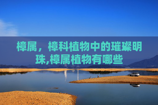 樟属，樟科植物中的璀璨明珠,樟属植物有哪些