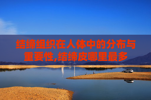 结缔组织在人体中的分布与重要性,结缔皮哪里最多