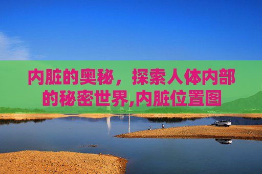 内脏的奥秘，探索人体内部的秘密世界,内脏位置图