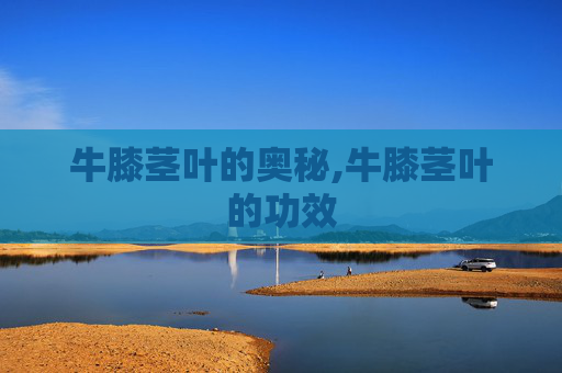牛膝茎叶的奥秘,牛膝茎叶的功效