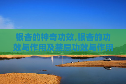 银杏的神奇功效,银杏的功效与作用及禁忌功效与作用的功效 银杏的神奇功效,银杏的功效与作用及禁忌功效与作用的功效