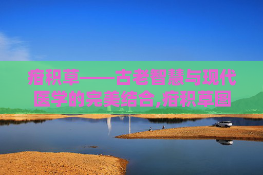 疳积草——古老智慧与现代医学的完美结合,疳积草图片大全