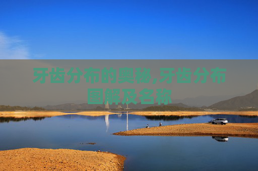 牙齿分布的奥秘,牙齿分布图解及名称
