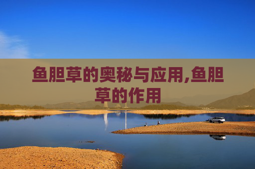 鱼胆草的奥秘与应用,鱼胆草的作用