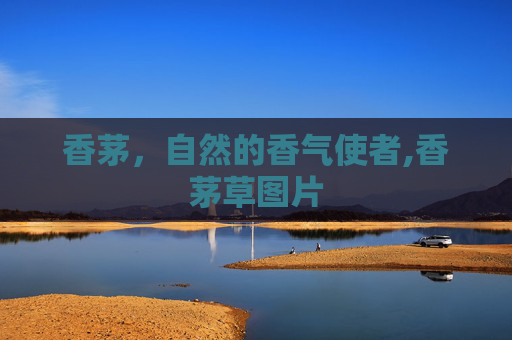 香茅，自然的香气使者,香茅草图片