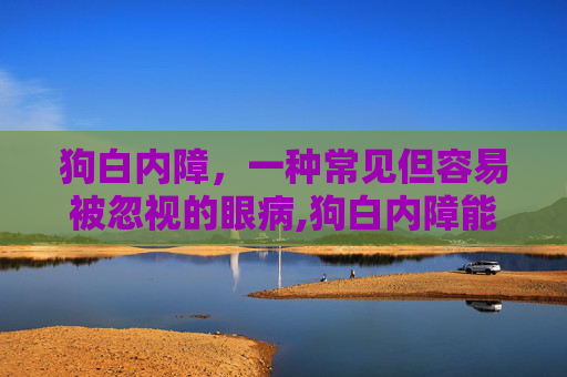 狗白内障，一种常见但容易被忽视的眼病,狗白内障能治好吗