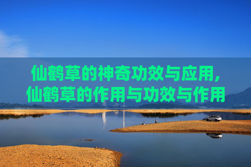 仙鹤草的神奇功效与应用,仙鹤草的作用与功效与作用