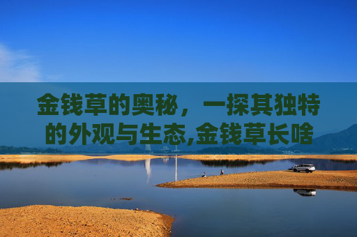 金钱草的奥秘，一探其独特的外观与生态,金钱草长啥样图片