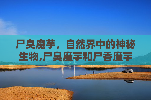 尸臭魔芋，自然界中的神秘生物,尸臭魔芋和尸香魔芋