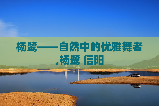 杨鹭——自然中的优雅舞者,杨鹭 信阳
