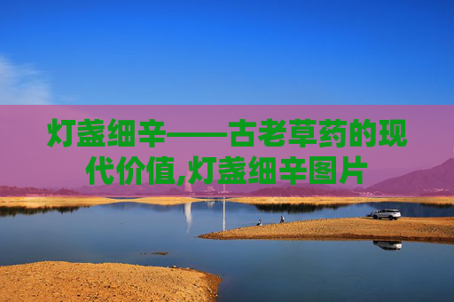 灯盏细辛——古老草药的现代价值,灯盏细辛图片