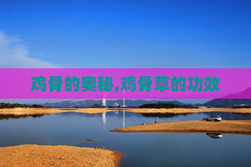 鸡骨的奥秘,鸡骨草的功效 鸡骨的奥秘,鸡骨草的功效