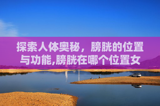 探索人体奥秘，膀胱的位置与功能,膀胱在哪个位置女性