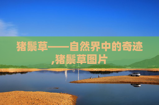 猪鬃草——自然界中的奇迹,猪鬃草图片