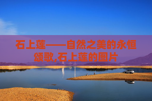 石上莲——自然之美的永恒颂歌,石上莲的图片
