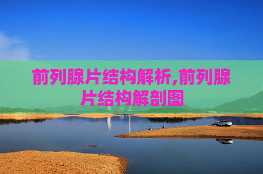 前列腺片结构解析,前列腺片结构解剖图