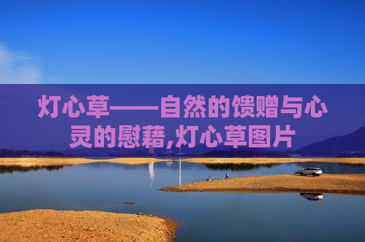 灯心草——自然的馈赠与心灵的慰藉,灯心草图片