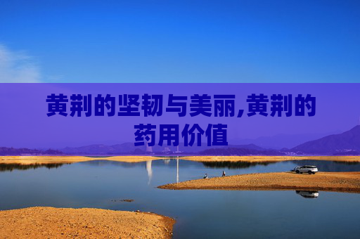 黄荆的坚韧与美丽,黄荆的药用价值
