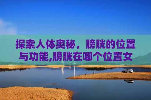 探索人体奥秘，膀胱的位置与功能,膀胱在哪个位置女性