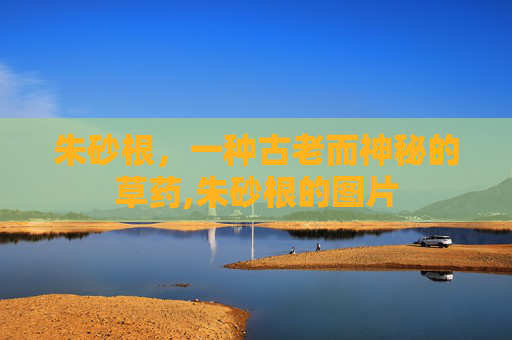 朱砂根，一种古老而神秘的草药,朱砂根的图片