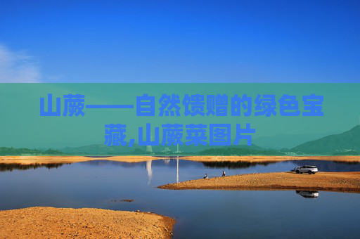 山蕨——自然馈赠的绿色宝藏,山蕨菜图片