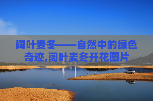 阔叶麦冬——自然中的绿色奇迹,阔叶麦冬开花图片