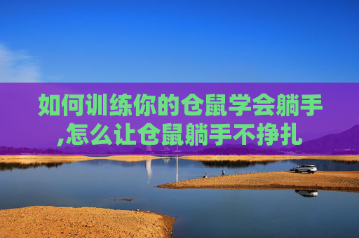 如何训练你的仓鼠学会躺手,怎么让仓鼠躺手不挣扎